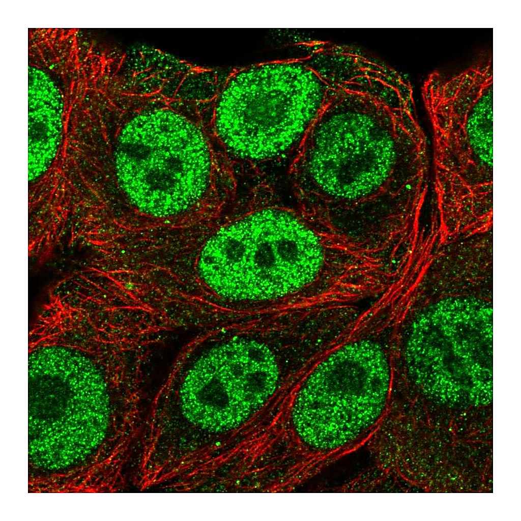 Atlas Antibodies Anti-PMF1 Antibody