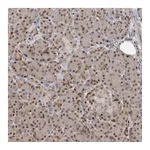 Atlas Antibodies Anti-PMM1 Antibody