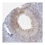 Atlas Antibodies Anti-PMFBP1 Antibody