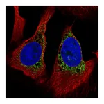 Atlas Antibodies Anti-PMFBP1 Antibody