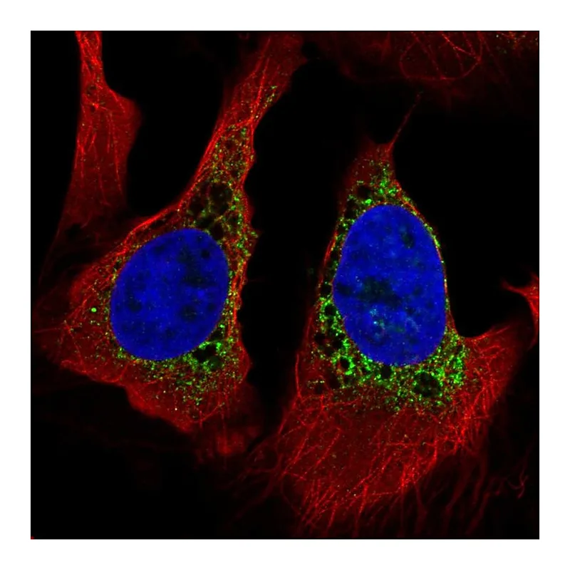 Atlas Antibodies Anti-PMFBP1 Antibody
