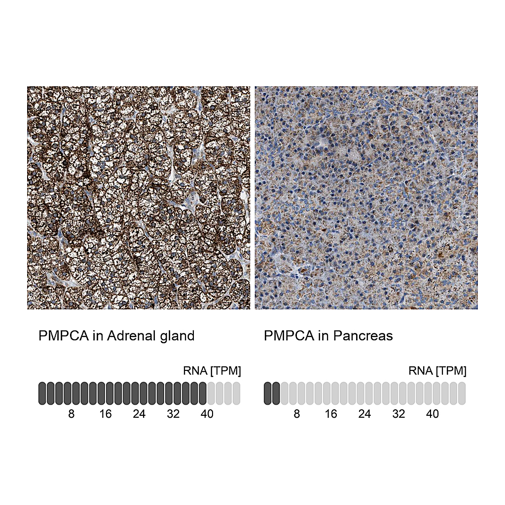Atlas Antibodies Anti-PMPCA Antibody