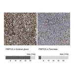 Atlas Antibodies Anti-PMPCA Antibody