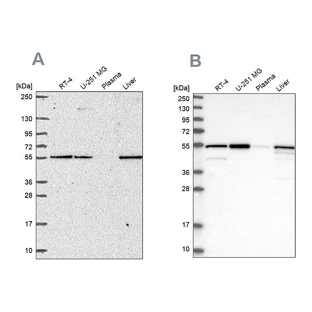 Atlas Antibodies Anti-PMPCA Antibody