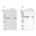 Atlas Antibodies Anti-PMPCA Antibody