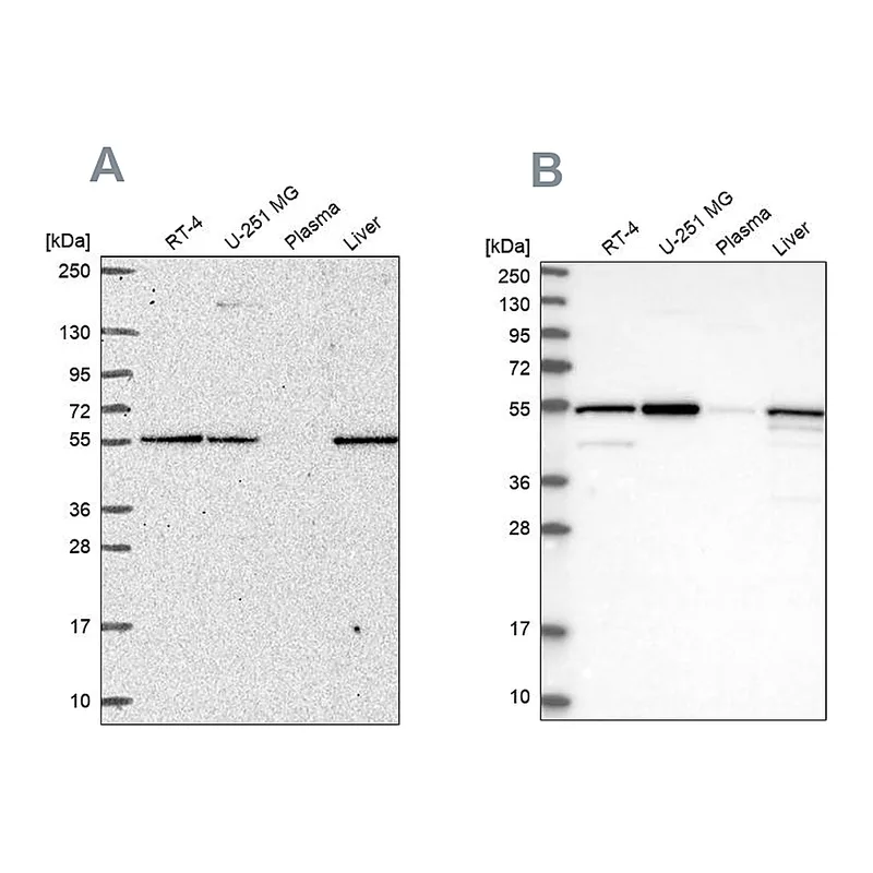 Atlas Antibodies Anti-PMPCA Antibody