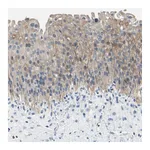 Atlas Antibodies Anti-PNKD Antibody