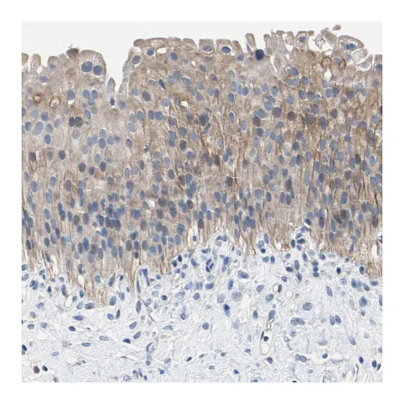 Atlas Antibodies Anti-PNKD Antibody