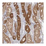 Atlas Antibodies Anti-PNISR Antibody