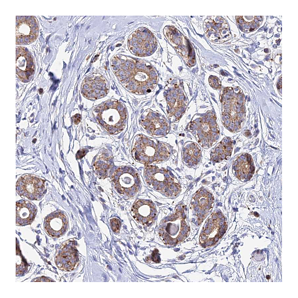 Atlas Antibodies Anti-PNLIPRP3 Antibody