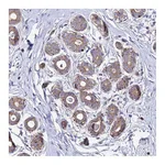 Atlas Antibodies Anti-PNLIPRP3 Antibody