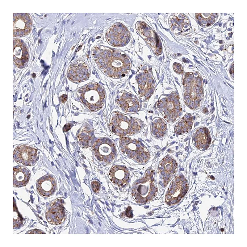Atlas Antibodies Anti-PNLIPRP3 Antibody