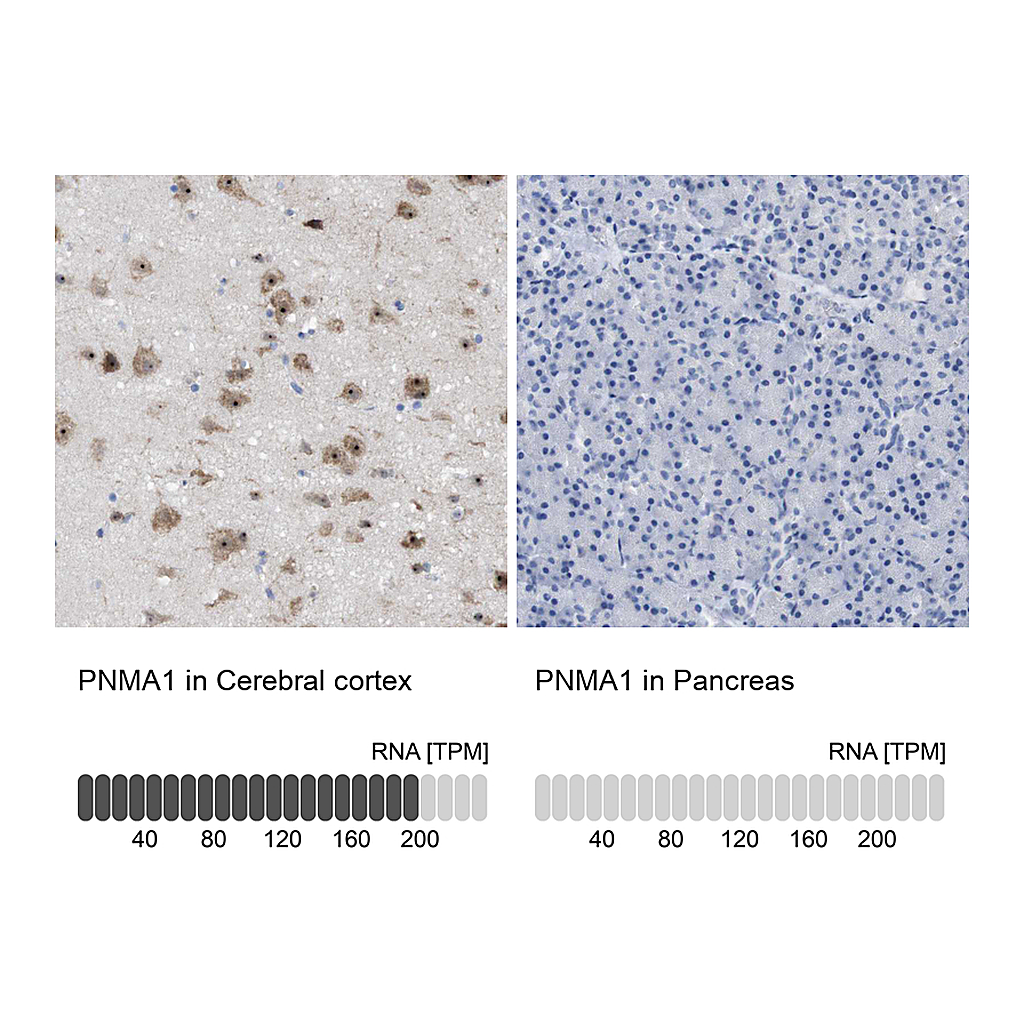 Atlas Antibodies Anti-PNMA1 Antibody