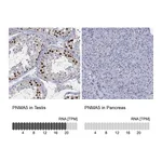 Atlas Antibodies Anti-PNMA5 Antibody