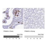 Atlas Antibodies Anti-PNMA5 Antibody