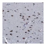 Atlas Antibodies Anti-PNMA8A Antibody