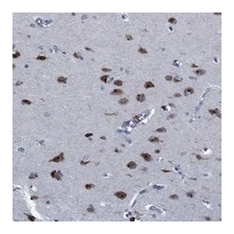 Atlas Antibodies Anti-PNMA8A Antibody