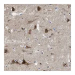 Atlas Antibodies Anti-PNMAL1 Antibody