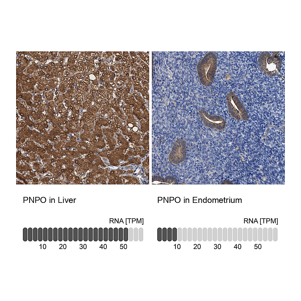 Atlas Antibodies Anti-PNPO Antibody