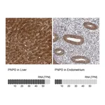 Atlas Antibodies Anti-PNPO Antibody