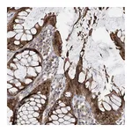Atlas Antibodies Anti-PNPT1 Antibody