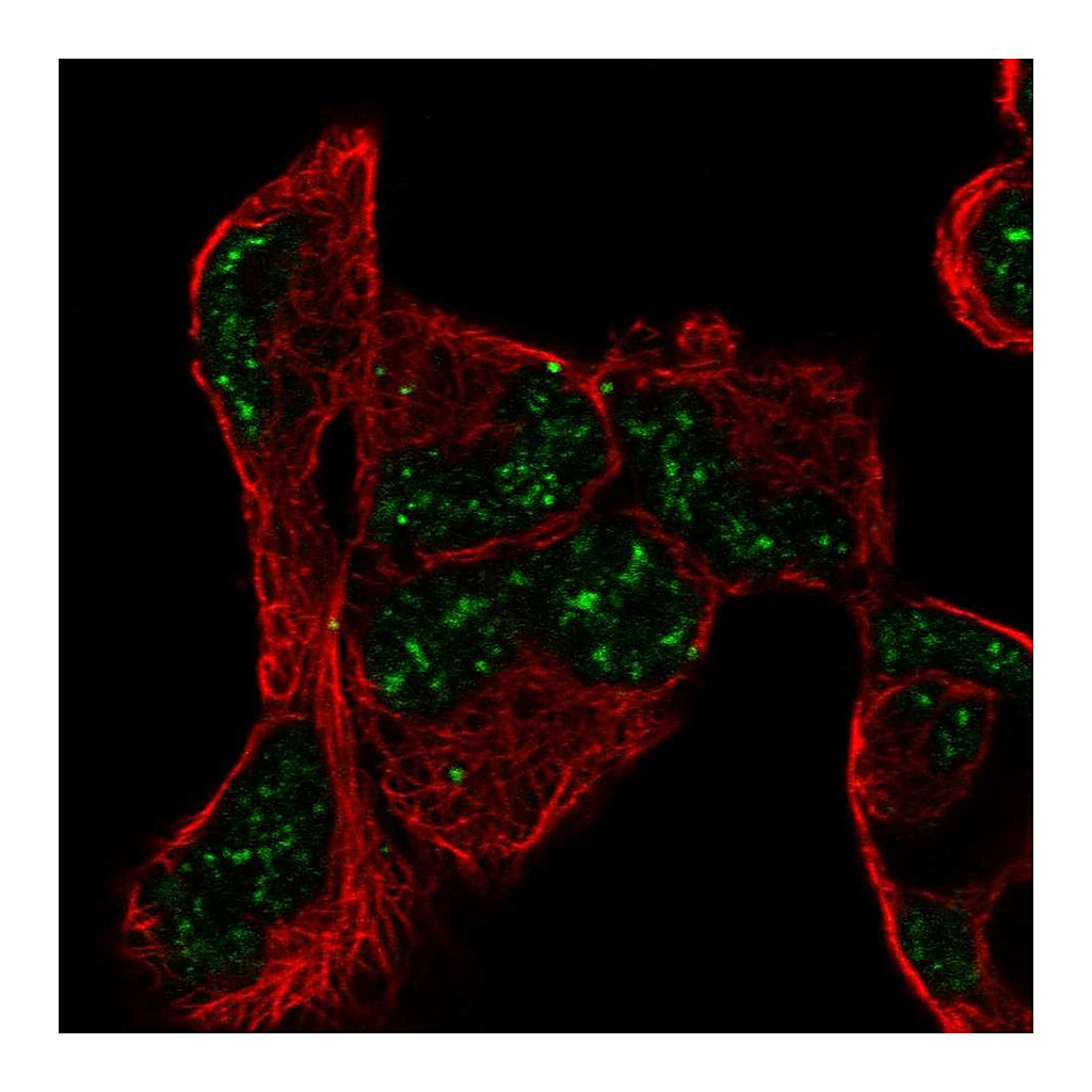 Atlas Antibodies Anti-PNRC1 Antibody