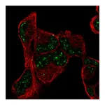 Atlas Antibodies Anti-PNRC1 Antibody