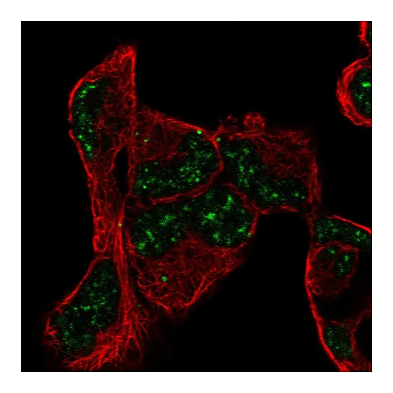 Atlas Antibodies Anti-PNRC1 Antibody