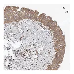 Atlas Antibodies Anti-PNRC2 Antibody