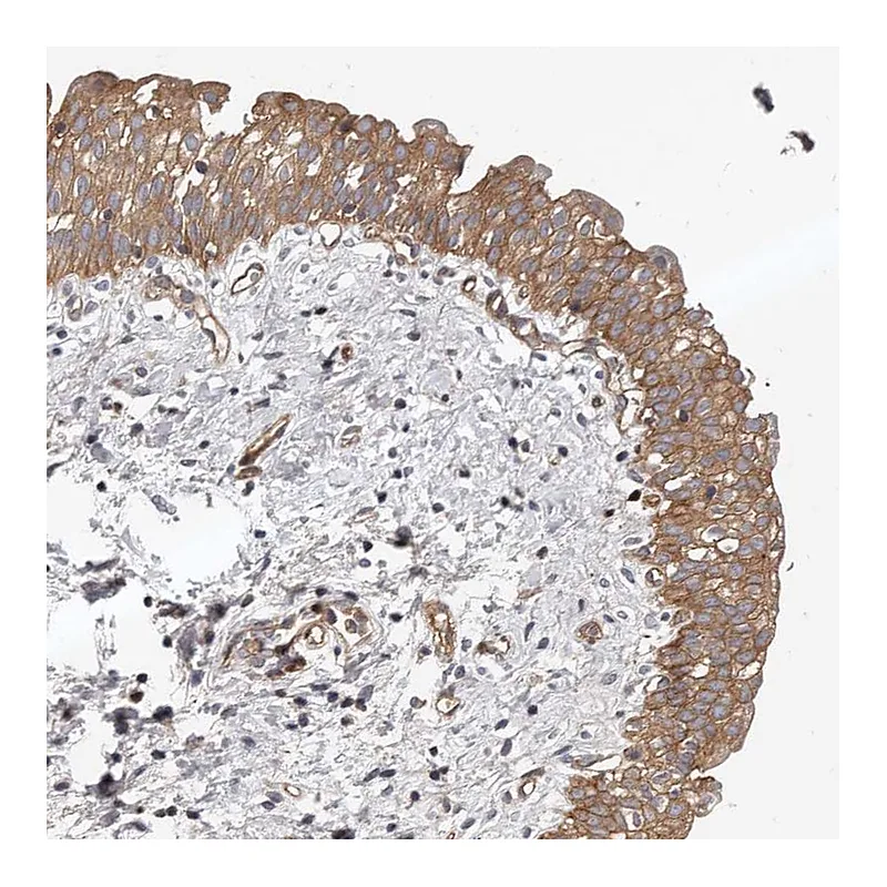 Atlas Antibodies Anti-PNRC2 Antibody