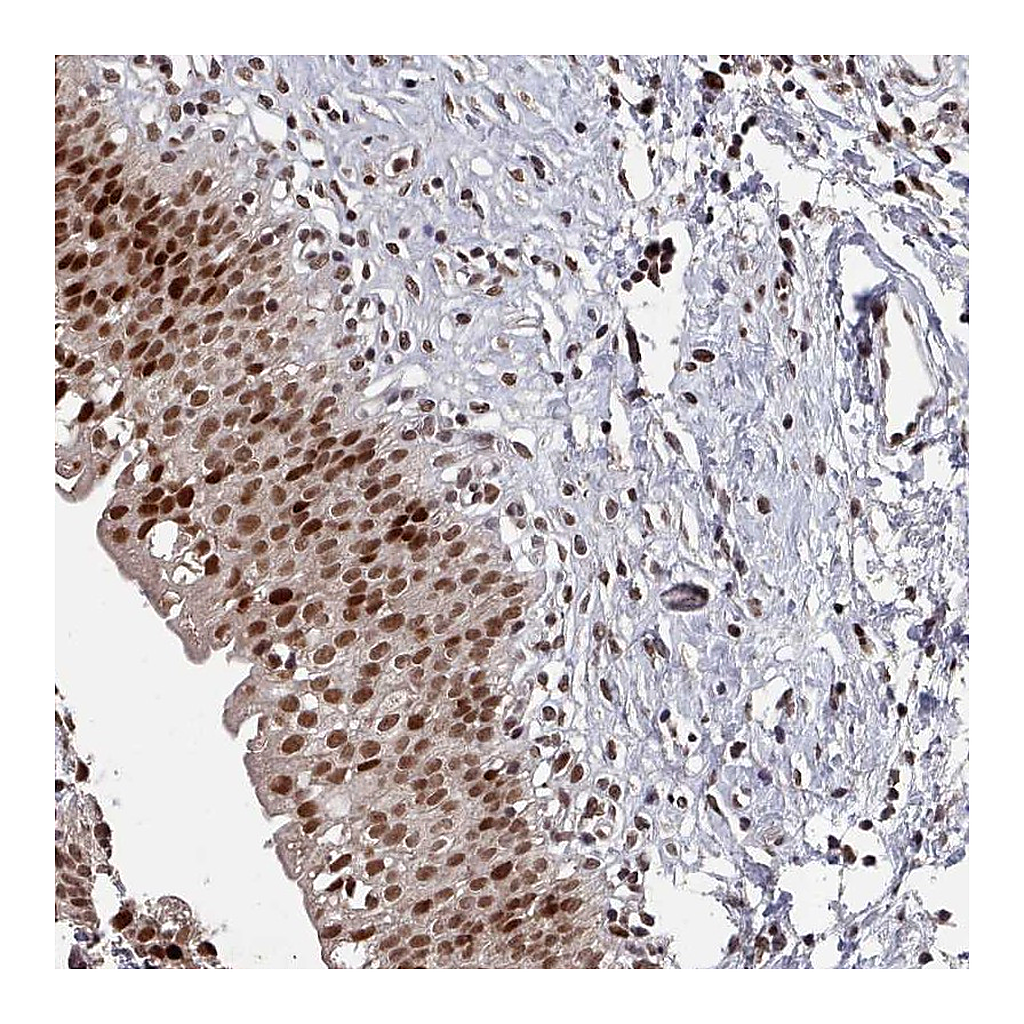 Atlas Antibodies Anti-PNRC2 Antibody