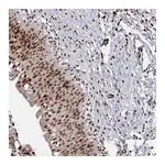 Atlas Antibodies Anti-PNRC2 Antibody
