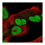 Atlas Antibodies Anti-POC5 Antibody