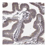 Atlas Antibodies Anti-PNRC1 Antibody