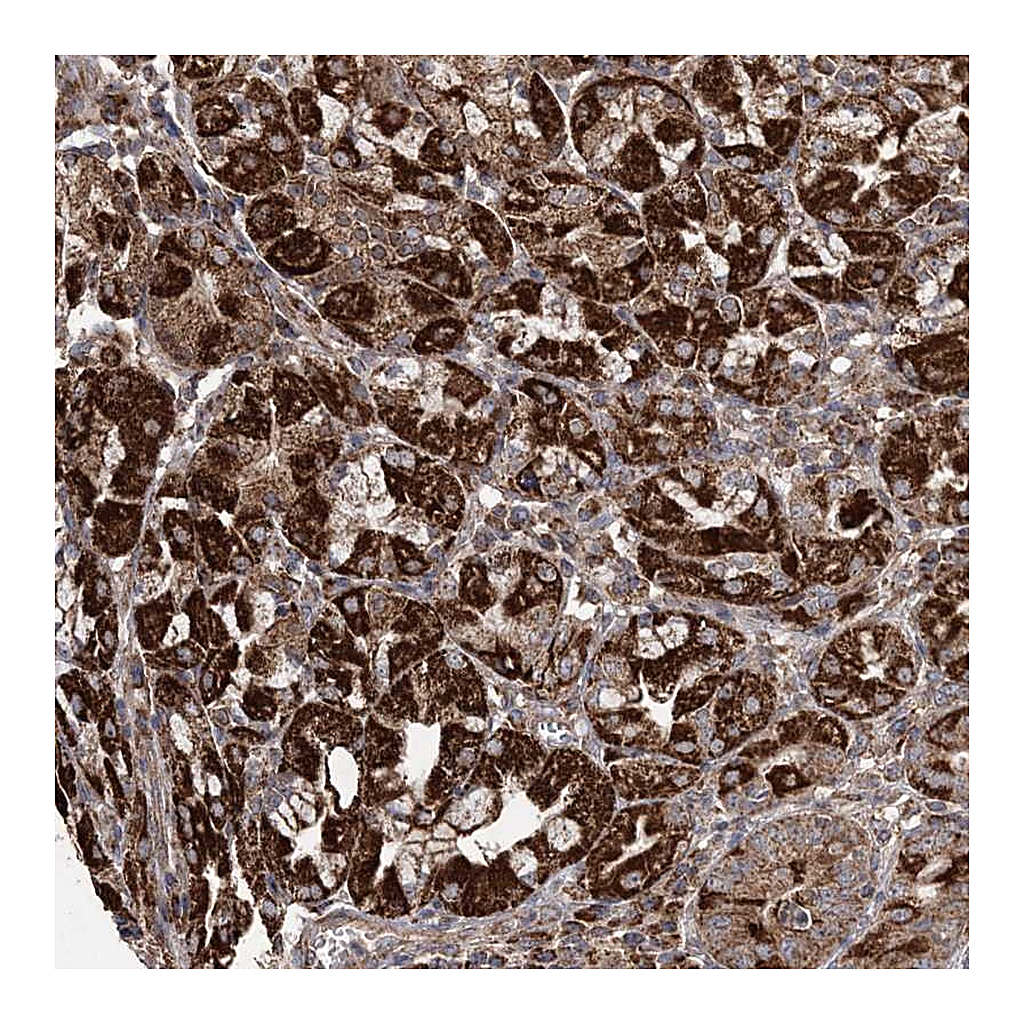 Atlas Antibodies Anti-POC5 Antibody