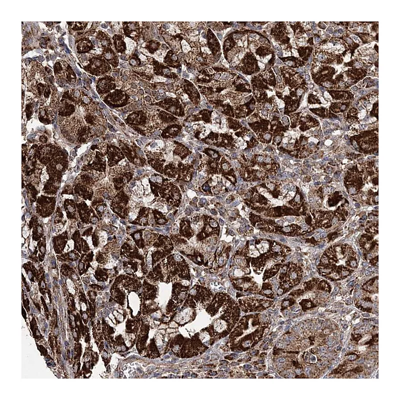 Atlas Antibodies Anti-POC5 Antibody