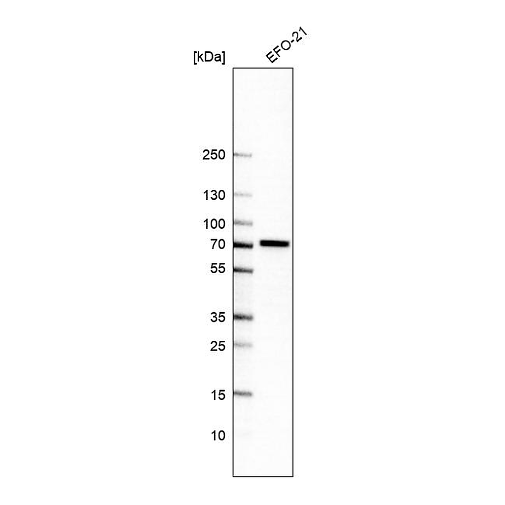 Atlas Antibodies Anti-POC5 Antibody