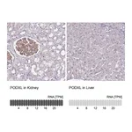 Atlas Antibodies Anti-PODXL Antibody