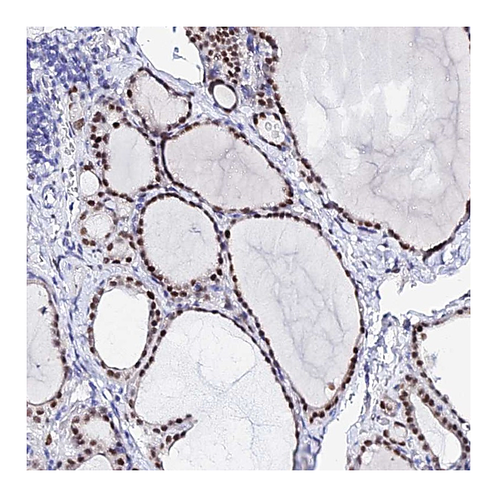 Atlas Antibodies Anti-POFUT2 Antibody