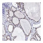 Atlas Antibodies Anti-POFUT2 Antibody