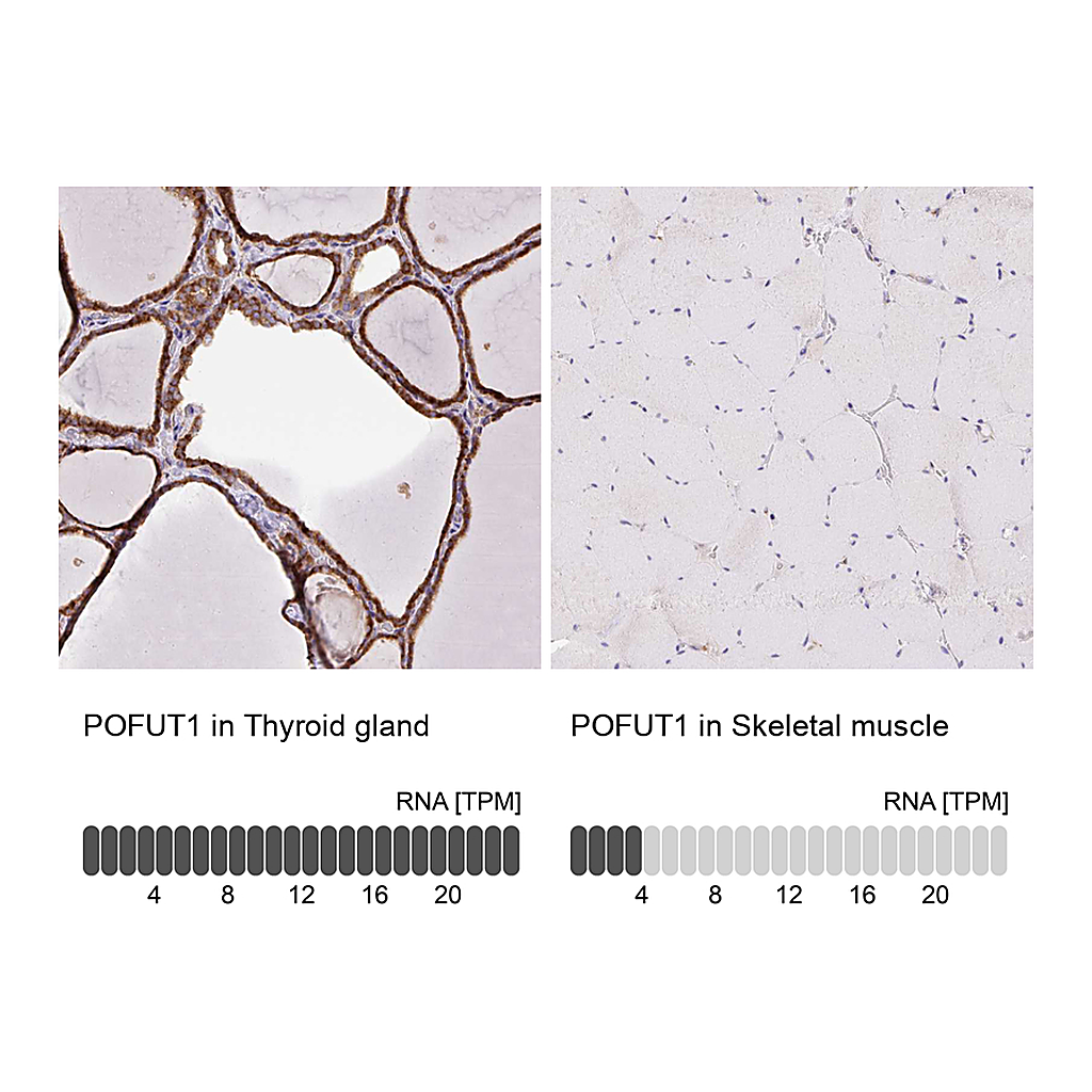 Atlas Antibodies Anti-POFUT1 Antibody