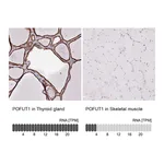 Atlas Antibodies Anti-POFUT1 Antibody