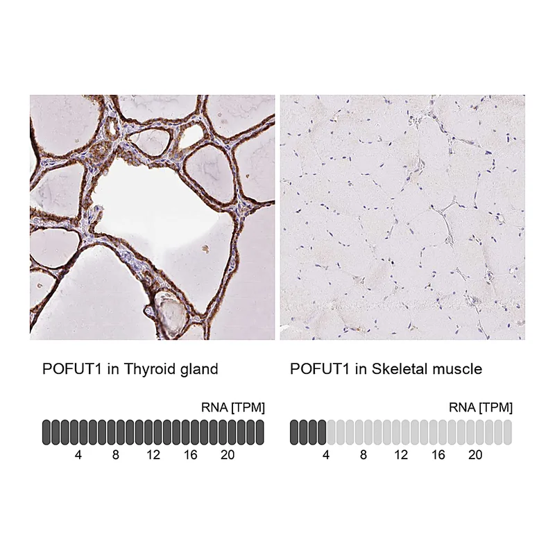 Atlas Antibodies Anti-POFUT1 Antibody