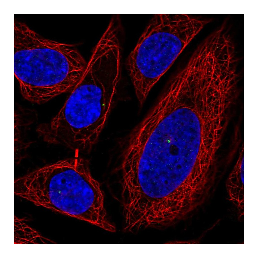 Atlas Antibodies Anti-POFUT1 Antibody