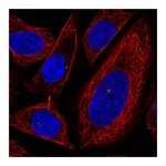 Atlas Antibodies Anti-POFUT1 Antibody