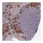 Atlas Antibodies Anti-POGLUT1 Antibody