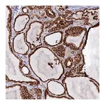 Atlas Antibodies Anti-POGLUT1 Antibody
