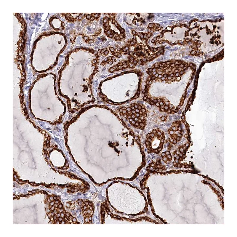Atlas Antibodies Anti-POGLUT1 Antibody