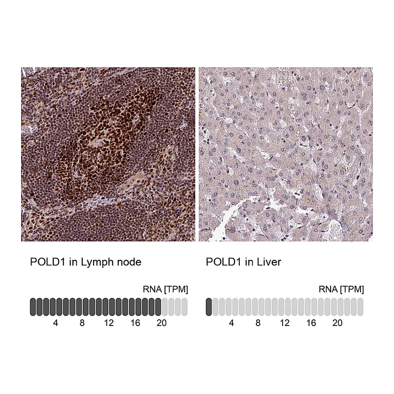 Atlas Antibodies Anti-POLD1 Antibody