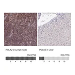 Atlas Antibodies Anti-POLA2 Antibody